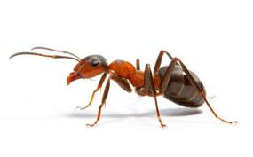 ANTS